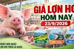 Giá lợn hơi hôm nay 23/9: Đà tăng lan từ miền Bắc xuống miền Nam
