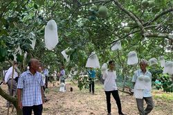 Xây dựng chuỗi liên kết, mở rộng đầu ra cho thanh trà Huế