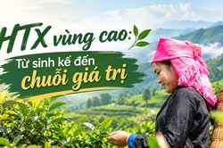 HTX vùng cao: Từ sinh kế đến chuỗi giá trị