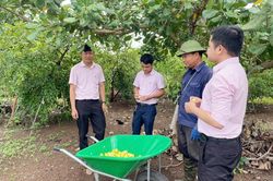Tín dụng chính sách: Điểm tựa cải thiện thu nhập cho người dân phía Tây Đắk Lắk