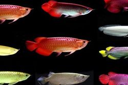 Loài cá phong thủy nuôi trong nhà giúp gia chủ có sự nghiệp thăng hoa, tài lộc nở rộ