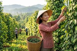 Giá tiêu hôm nay 24.9: Thị trường chững lại, cao nhất 140.000 đồng/kg