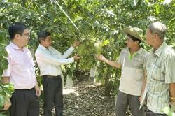Nâng cao chất lượng nông sản đáp ứng yêu cầu thị trường tỷ dân