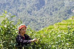 Về Cao Bồ thăm vùng chè Shan tuyết Di sản Việt Nam, học người Dao làm trà