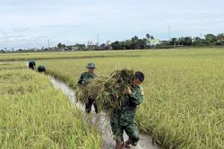 Lực lượng vũ trang tỉnh Đắk Lắk giúp dân thu hoạch lúa chạy lũ