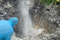 Phát hiện phương tiện vận chuyển 54 con lợn dương tính với vi rút dịch tả lợn châu Phi