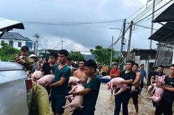 Hàng chục người 'giải cứu' đàn lợn ra khỏi dòng nước lũ