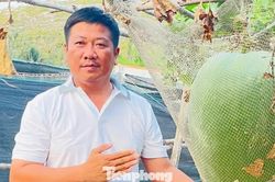 Giống bí đao 'khổng lồ' bén duyên nơi đảo xa