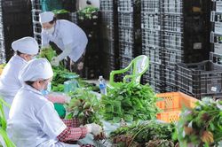 Giá rau xanh ở TPHCM tăng cao: 'Chúng tôi gần như không có rau để bán'
