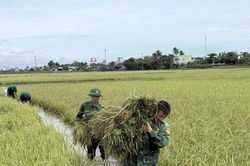 Bộ đội Biên phòng giúp dân thu hoạch lúa chạy lũ
