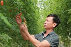 Bỏ lối canh tác cũ, hơn 3 ha đất cho doanh thu hàng tỷ đồng mỗi năm