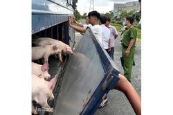 Phát hiện 54 con heo dương tính với dịch tả heo châu Phi ở Vĩnh Thông