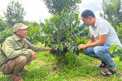 Điện Biên phát triển vùng nguyên liệu gắn với chế biến