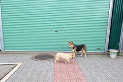 Xử lý nghiêm tình trạng thả rông chó