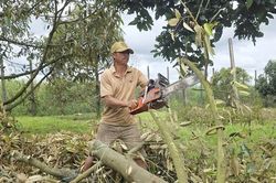 Sầu riêng chết hàng loạt sau mưa kéo dài