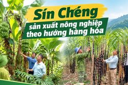 Sín Chéng sản xuất nông nghiệp theo hướng hàng hóa