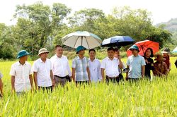 Hội nghị vùng sản xuất lúa giống Tẻ nương Hà Giang và giới thiệu các giống lúa mới