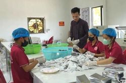 Mướp đắng rừng mở hướng phát triển kinh tế ở Yên Trạch