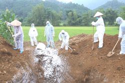 Hiệp Lực tiêu hủy lợn mắc bệnh dịch tả lợn châu Phi