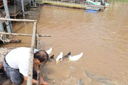 Đồng Tháp: Cộng đồng nuôi đàn cá tra hàng chục tấn trên sông Tiền