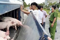 An Giang phát hiện 54 con lợn bị dịch tả lợn châu Phi