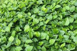 Cách trồng lá lốt ít rễ, nhiều mầm, lá to xanh mướt