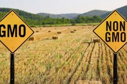 EU liên tục phát hiện GMO chưa được cấp phép trong gạo và thực phẩm từ Trung Quốc