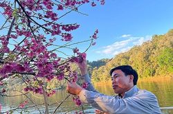 Nét đẹp hoa anh đào Mường Phăng sẵn sàng đón du khách dịp Tết 2027