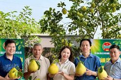 Nông dân Phú Nghĩa tập trung sản xuất nông nghiệp sạch
