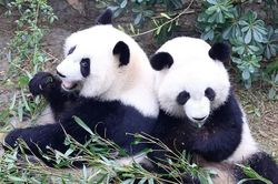 Trung Quốc gửi 2 gấu trúc tới Mỹ làm 'sứ giả hữu nghị'