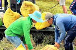 Nông dân gặp khó đầu ra lúa hè thu