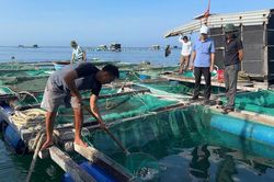 Quảng Ngãi: Lý Sơn hỗ trợ cá giống, mở hướng sinh kế mới cho người nuôi lồng bè