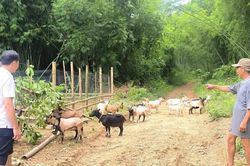 Trao sinh kế, mở hướng thoát nghèo bền vững ở vùng cao Thanh Hóa