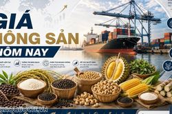 Giá nông sản hôm nay 25/9/2026: Giá cà phê hứa hẹn sớm tìm lại đà phục hồi mạnh, Giá tiêu đi ngang; Mỹ-Trung đạt thỏa thuận thương mại mới