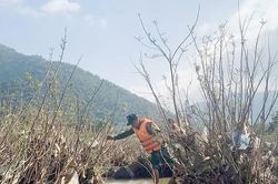 Nam thanh niên rơi xuống sông mất tích khi qua cầu phao ở Sơn La