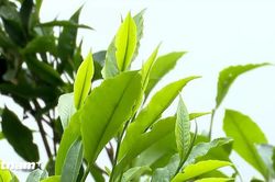 Chè Shan tuyết Phình Hồ - 'báu vật' của người Mông ở vùng cao Tây Bắc