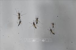 Thuốc Jusvinza của Cuba cho thấy hiệu quả trong điều trị bệnh Chikungunya