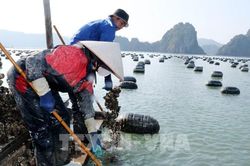 Kinh tế biển Quảng Ninh - Bài 2: Hiện đại hóa nghề nuôi biển