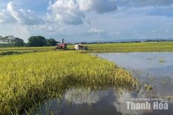 Xã Kim Tân khẩn trương thu hoạch lúa, không để đất trống, lỡ thời vụ