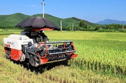 Bắc Ninh: Thu hoạch hơn 2,1 nghìn ha lúa mùa