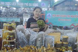 Giới thiệu, bày bán sâm Ngọc Linh và dược liệu Đà Nẵng cạnh chợ đêm Sơn Trà