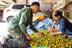 Hồng không hạt - cây trồng triển vọng ở Quảng Bạch
