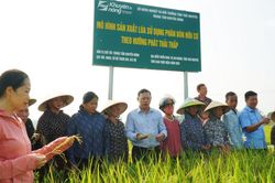 Đánh giá mô hình canh tác lúa sử dụng phân bón hữu cơ