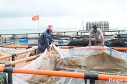 Hướng phát triển bền vững cho nghề nuôi thủy sản