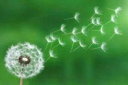 Sống tùy duyên có thụ động, tiêu cực?