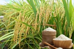 Ngày 25/9: Giá lúa gạo tại Đồng bằng sông Cửu Long biến động nhẹ