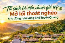 Từ sinh kế đến chuỗi giá trị: Mở lối thoát nghèo cho đồng bào vùng khó Tuyên Quang