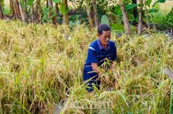 1.000 ha lúa hè thu bị ngập úng, xã Khánh Bình tính phương án hỗ trợ dân thu hoạch thủ công
