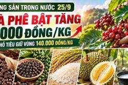Nông sản trong nước 25/9: Cà phê bật tăng 1.000 đồng/kg, hồ tiêu giữ vùng 140.000 đồng/kg