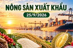 Nông sản xuất khẩu 25/9: Cà phê, hồ tiêu cùng giảm giá; rau quả vượt 7,3 tỷ USD
